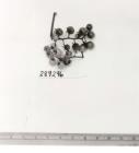Click for 1 image(s) for this accession. FRUIT